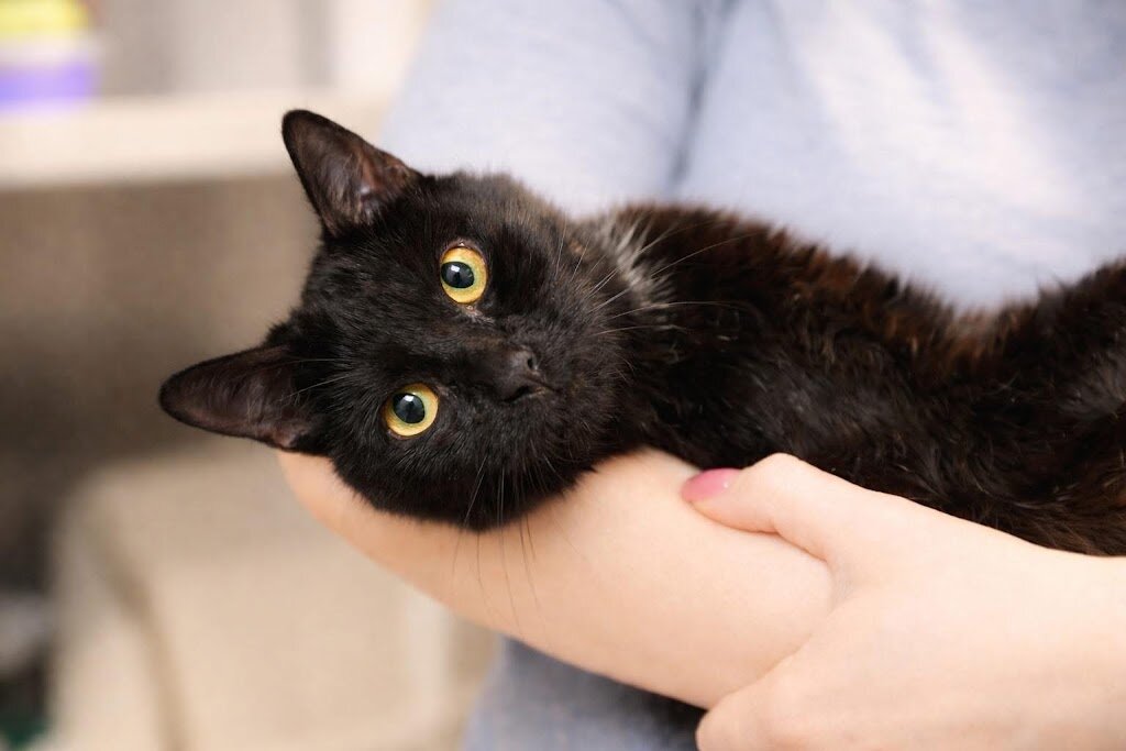 The Hopewell Humane Society in Hopewell, VA