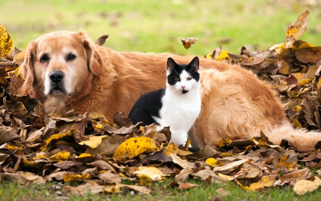 The Humane Society - Genesee County, MI animal shelter in Burton, MI
