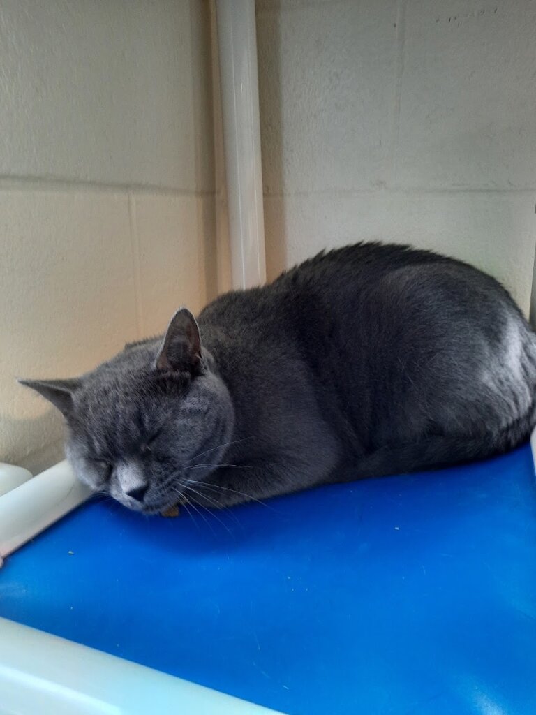 The Kennebec Valley Humane Society in Augusta, ME