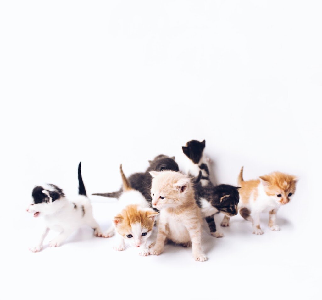 The Lyons Paw Rescue in Bel Air, MD