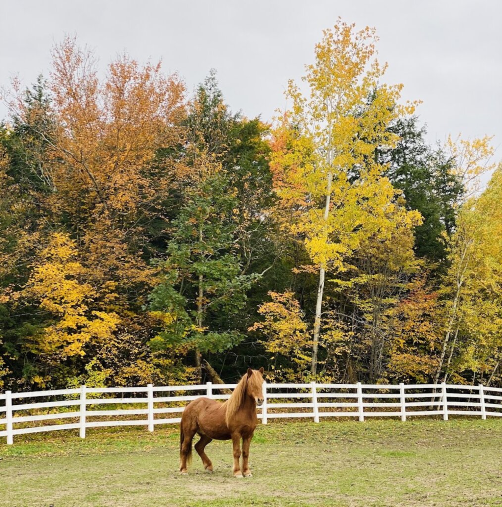The Merrymac Farm Sanctuary animal shelter in Charlotte, VT