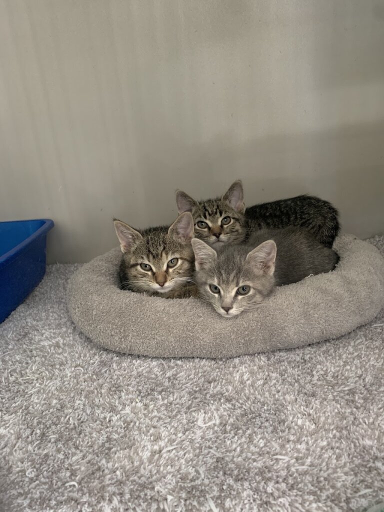 The North Jersey Community Animal Shelter in Bloomingdale, NJ