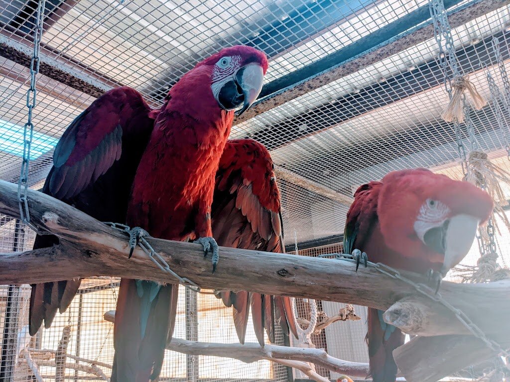 The Oasis Sanctuary animal shelter in Benson, AZ
