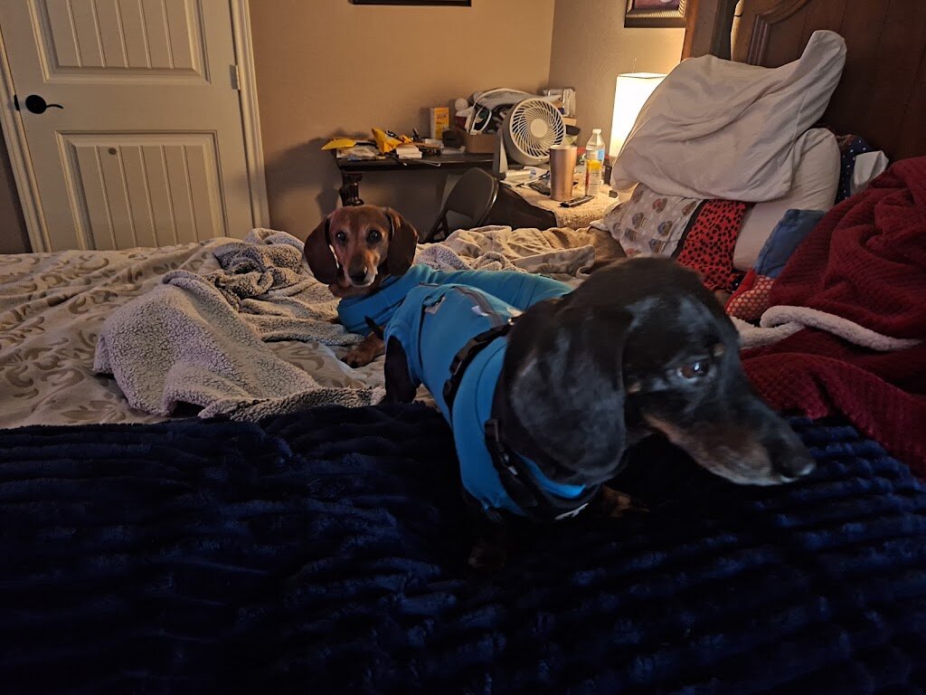 The Promised Land Dachshund Sanctuary animal shelter in Gardendale, TX
