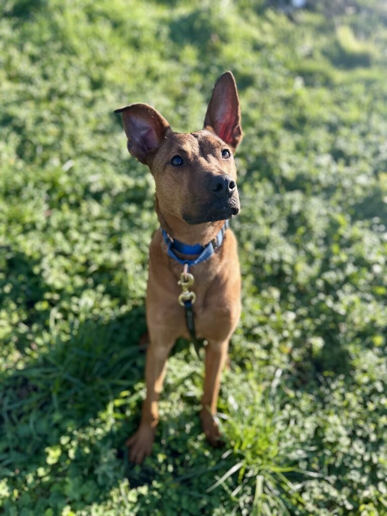 The Rise Rescue Alliance animal shelter in Port Angeles, WA