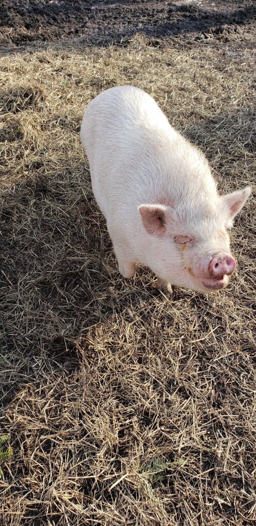 The Rustic Ruhl Animal Rescue animal shelter in Egg Harbor Township, NJ
