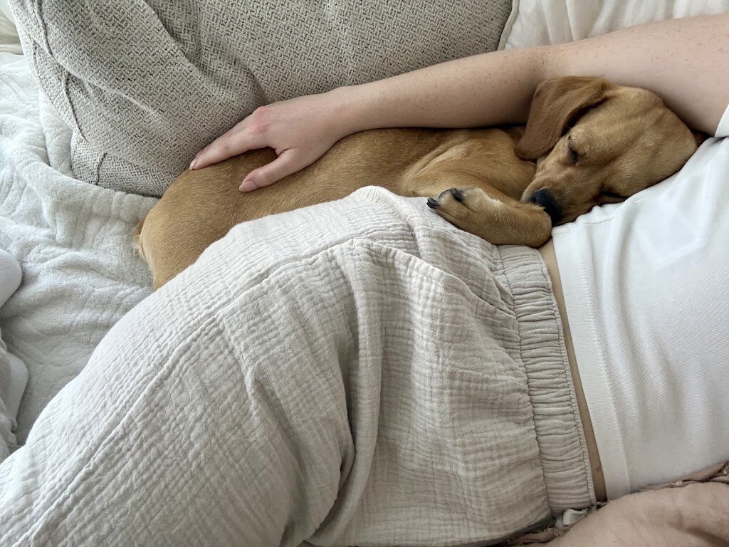 Three Little Pitties Rescue animal shelter in Friendswood, TX
