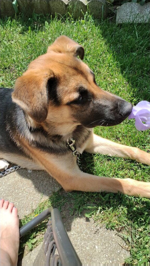 Thumb Animal Shelter in Elkton, MI