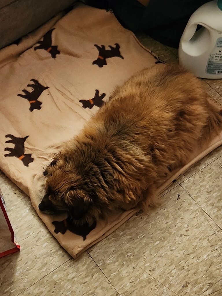 Tigersden Rescue animal shelter in Cranston, RI