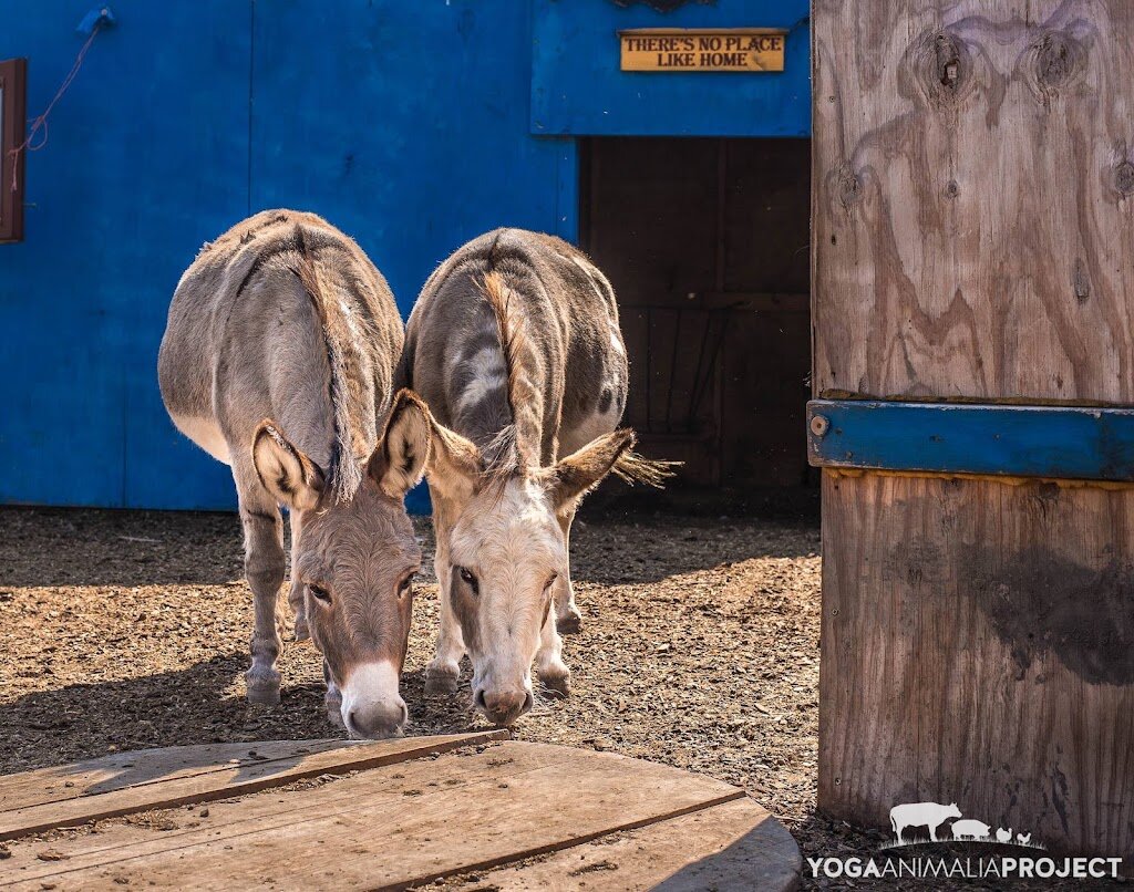 Tiny Hooves Animal Sanctuary animal shelter in Union Grove, WI