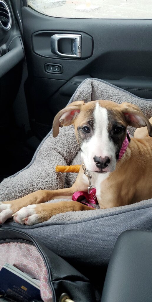 Tobacco Valley Animal Shelter in Eureka, MT