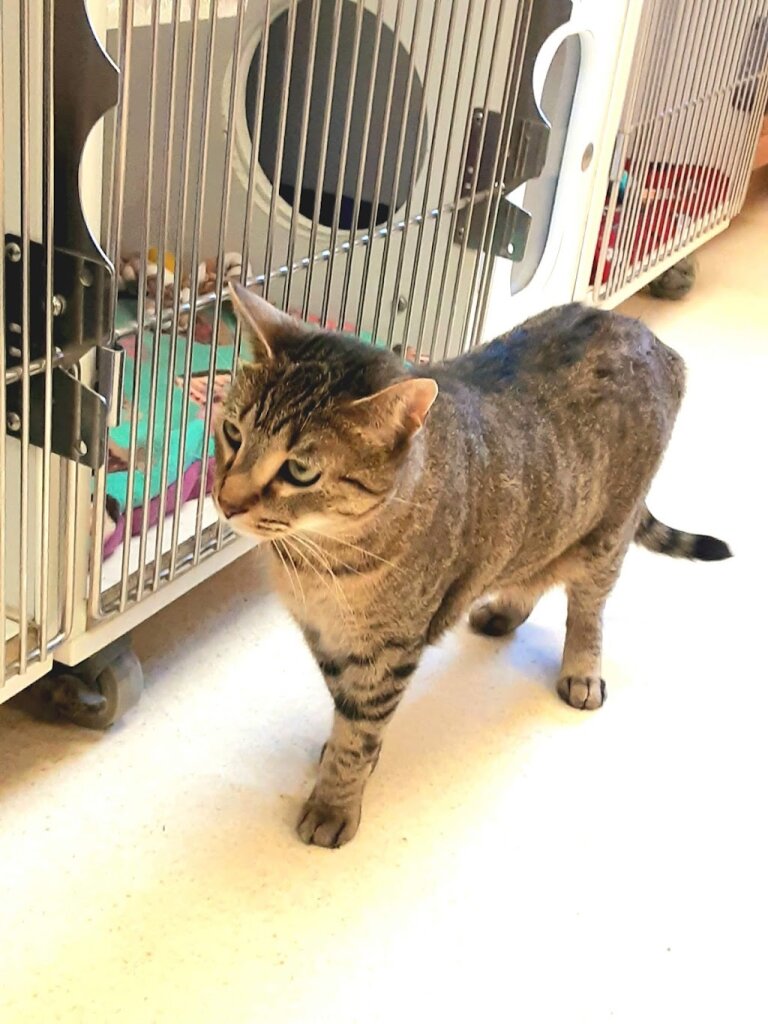 Toledo Animal Rescue in Toledo, OH
