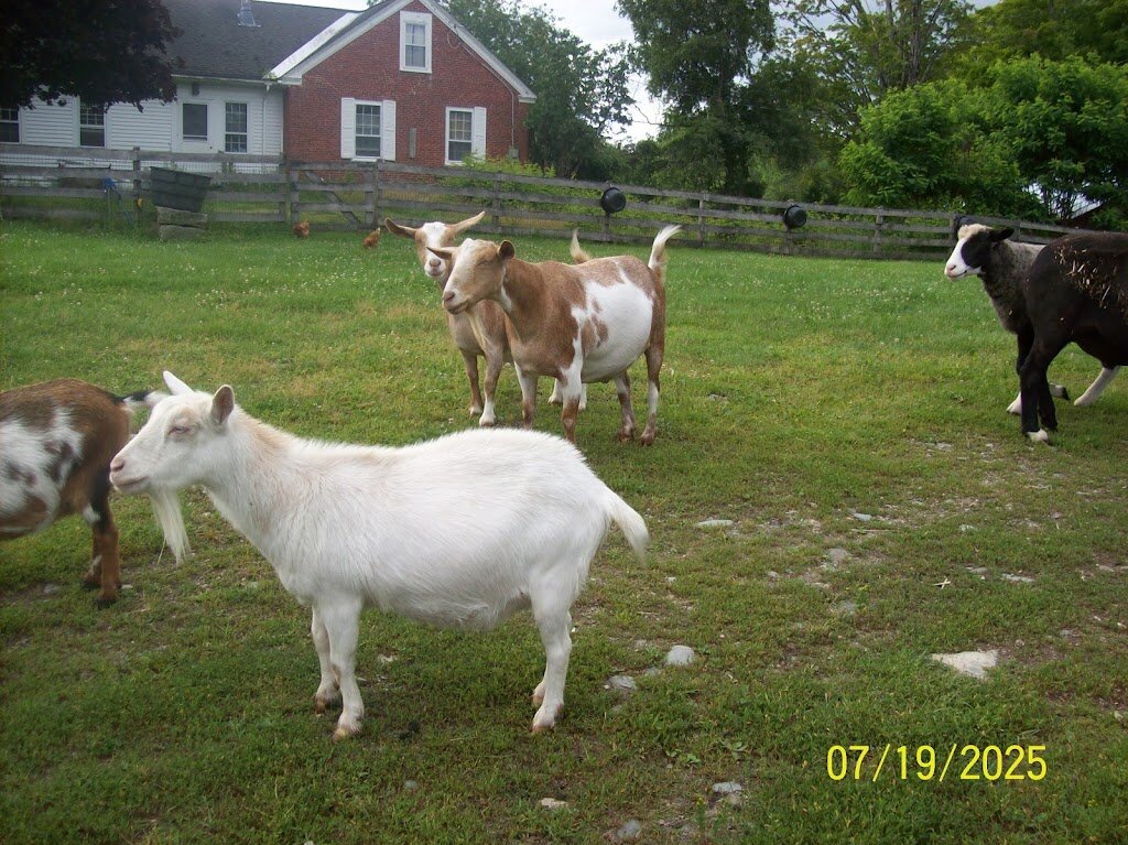 Tomten Farm and Sanctuary animal shelter in Haverhill, NH
