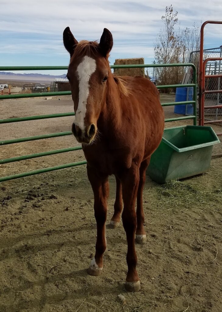 Tonopah Animal Shelter in Tonopah, NV