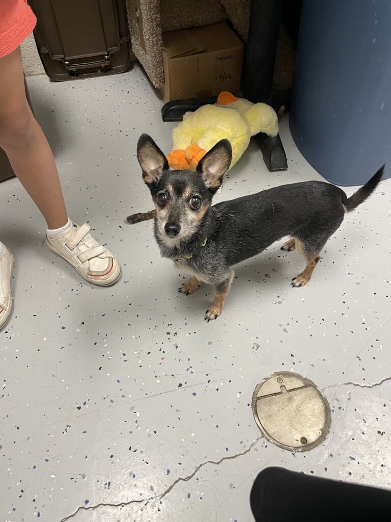 Tooele City Animal Shelter in Tooele, UT