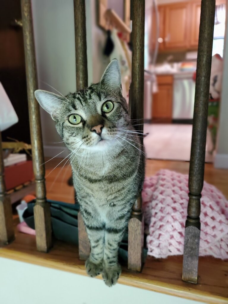 Town of Woodbury Animal Shelter in Highland Mills, NY