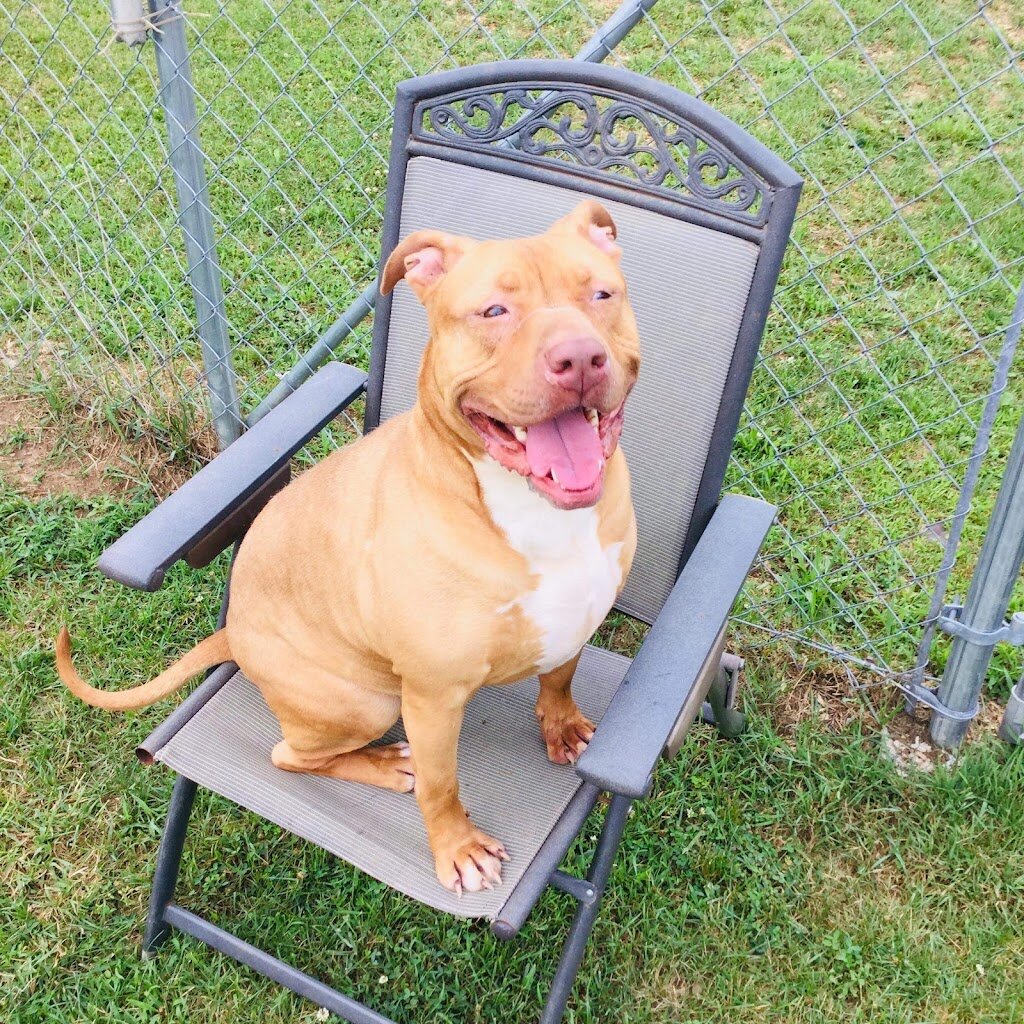 Trailways to Heaven Animal Rescue animal shelter in Benton, PA