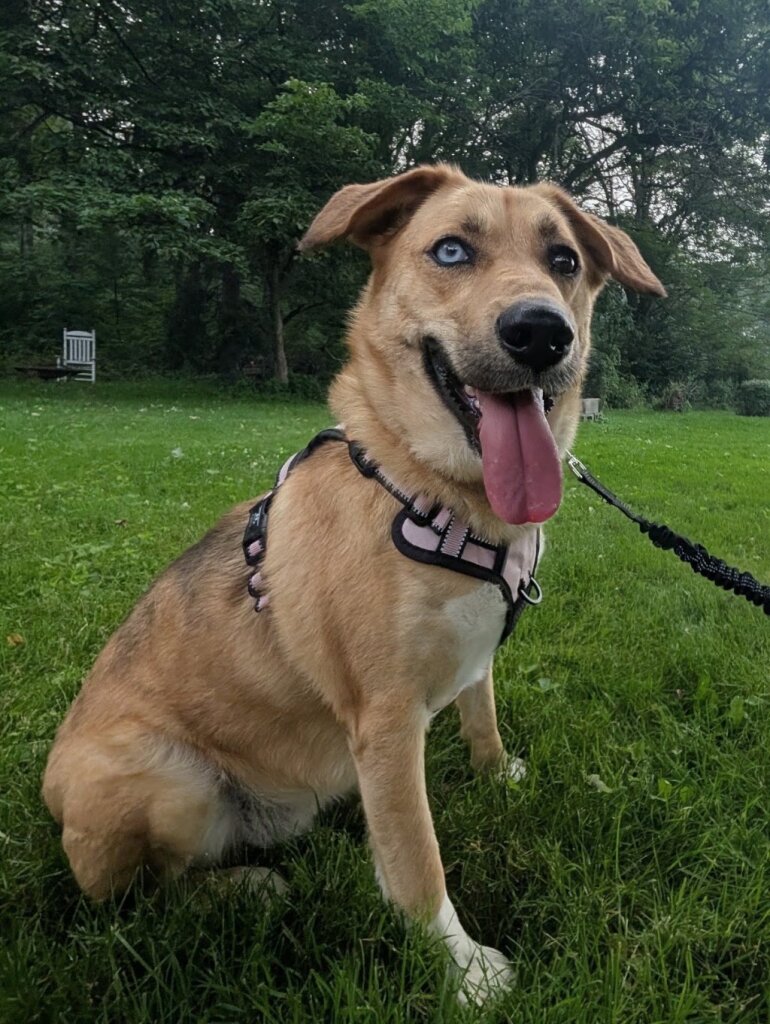 Tri-County Animal Rescue Center wi animal shelter in Shippenville, PA