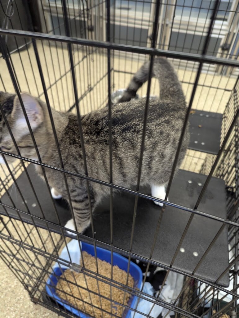 Tri-County Animal Shelter in Tyner, NC