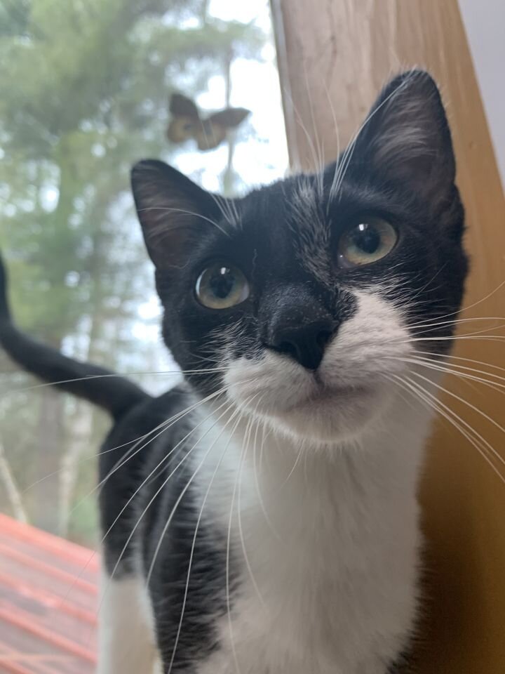 Tri-Lakes Humane Society, Inc. in Saranac Lake, NY