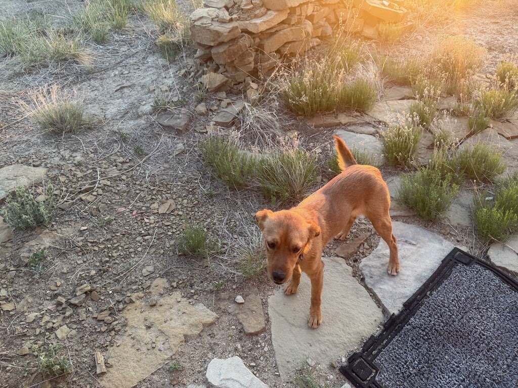 Trinidad animal shelter in Trinidad, CO
