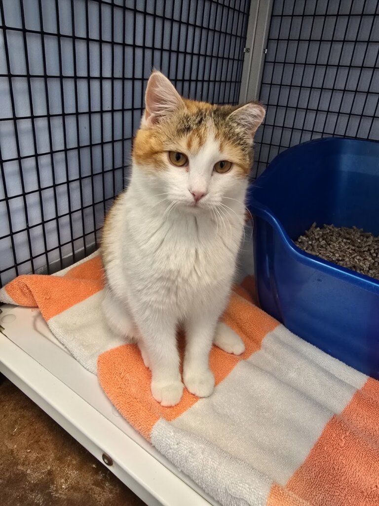 True Companions Cat Shelter in Denver, CO