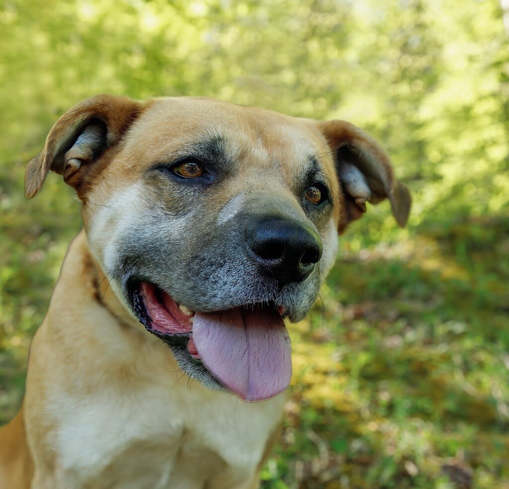 Tucker County Animal Shelter in Parsons, WV
