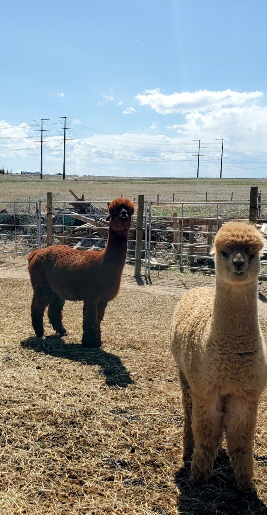 Tuff's Animal Rescue at Tuff's Ranch animal shelter in Bennett, CO