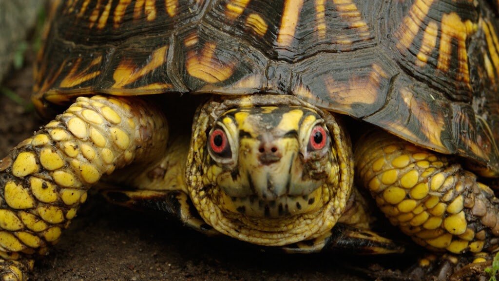 Turtle Rescue of the Hamptons in Jamesport, NY