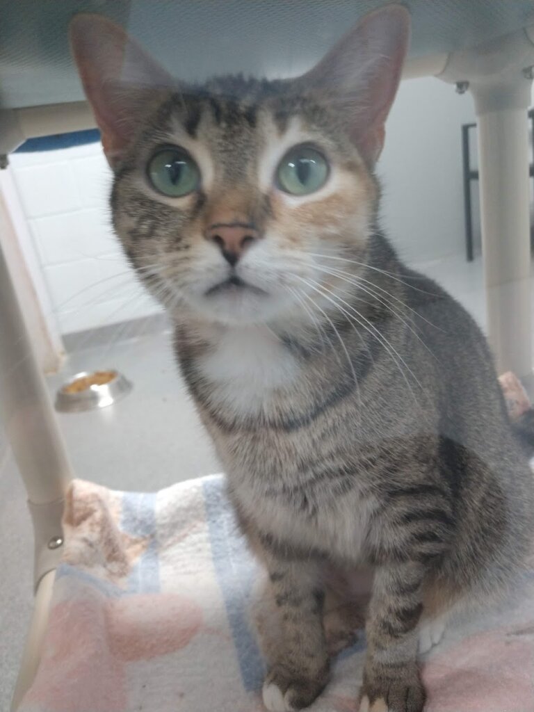 Tuscarawas County Humane Society in New Philadelphia, OH