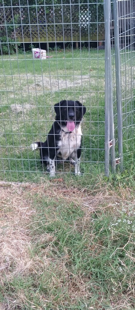 Tuttle Animal Shelter in Tuttle, OK