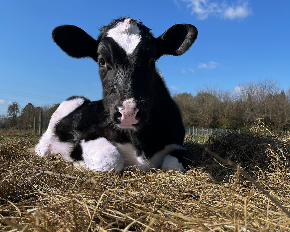 Uncle Neil's Home, a Farm Sanctuary animal shelter in Mantua Township, NJ
