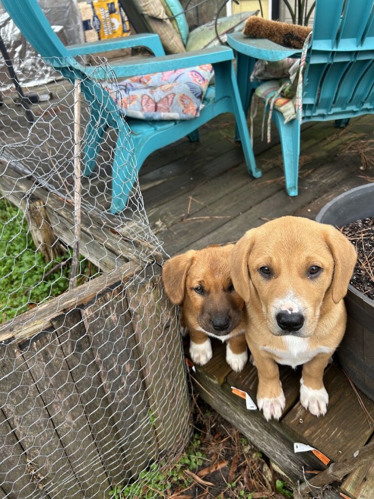 Union County Animal Shelter in Union, SC