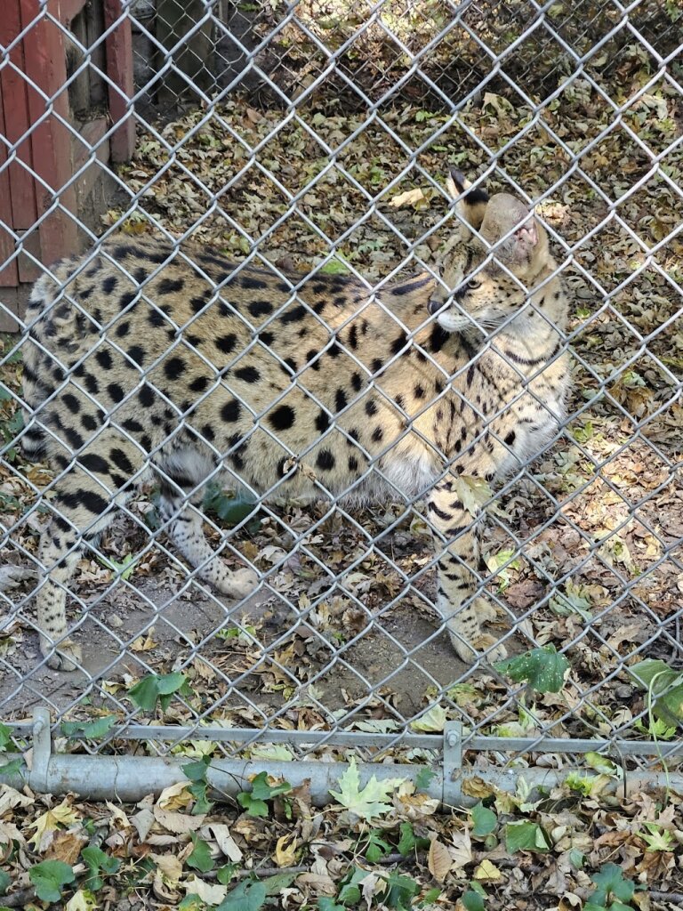 Valley Of The Kings Sanctuary And Retreat animal shelter in Sharon, WI