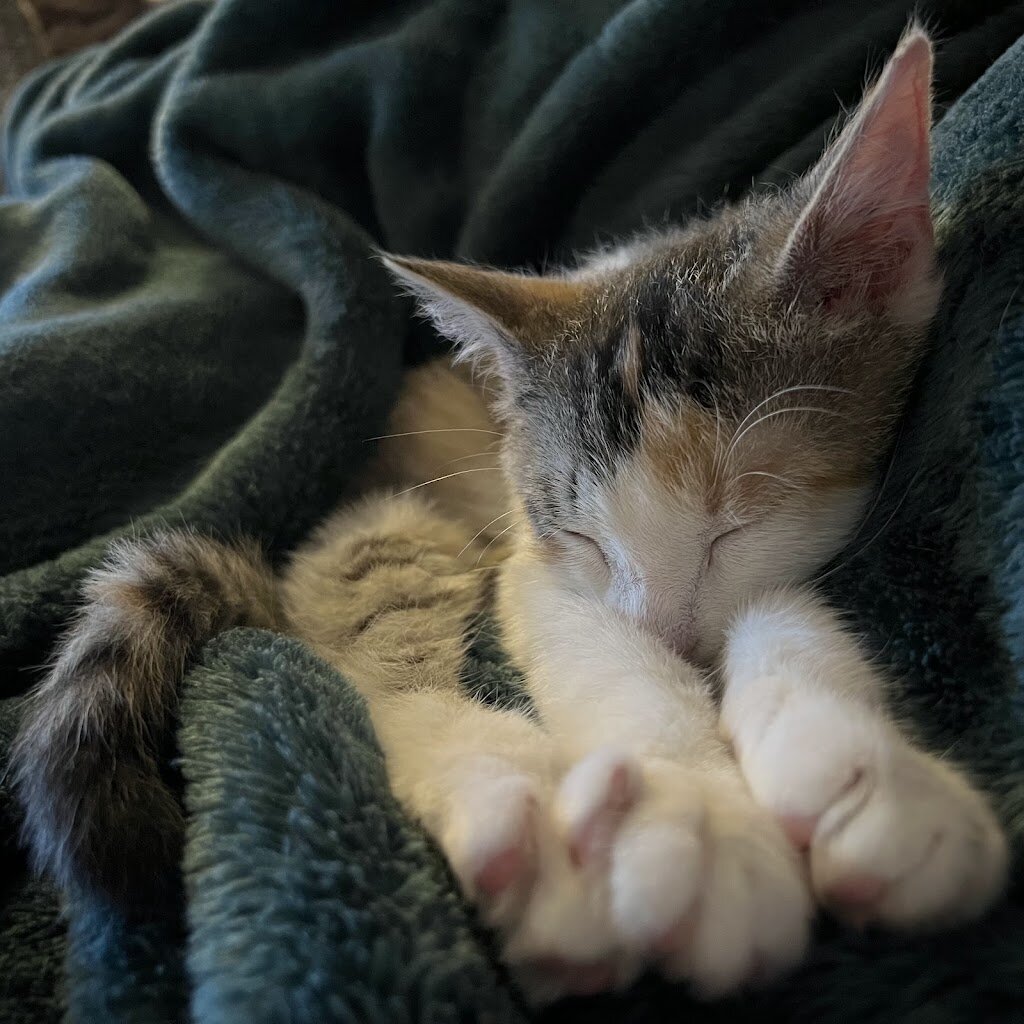 Wag Animal Rescue in Livonia, MI
