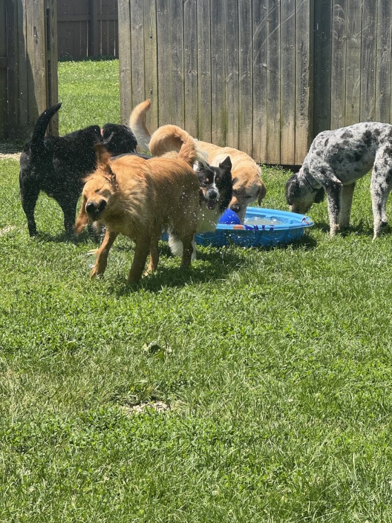 WagsInn Dog Lodging & Rescue in South Charleston, OH