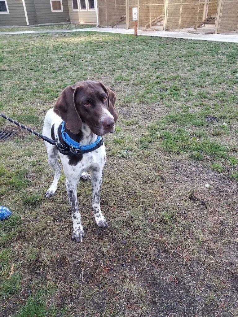 WAIF Animal Shelter in Coupeville, WA