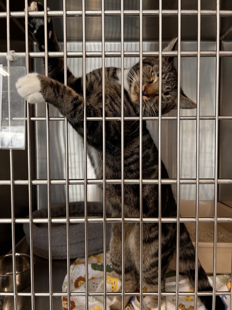 WAIF Cat Adoption Center animal shelter in Oak Harbor, WA