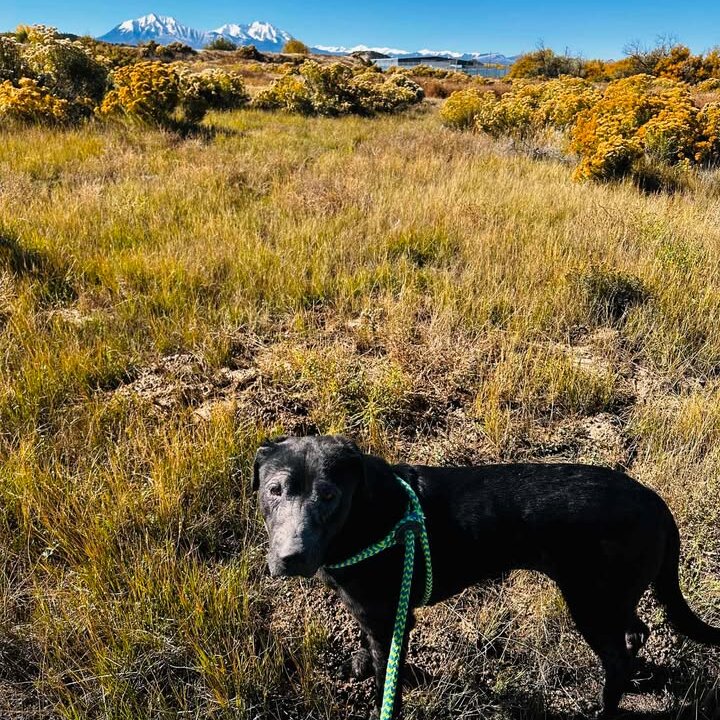Walsenburg Animal Shelter in Walsenburg, CO