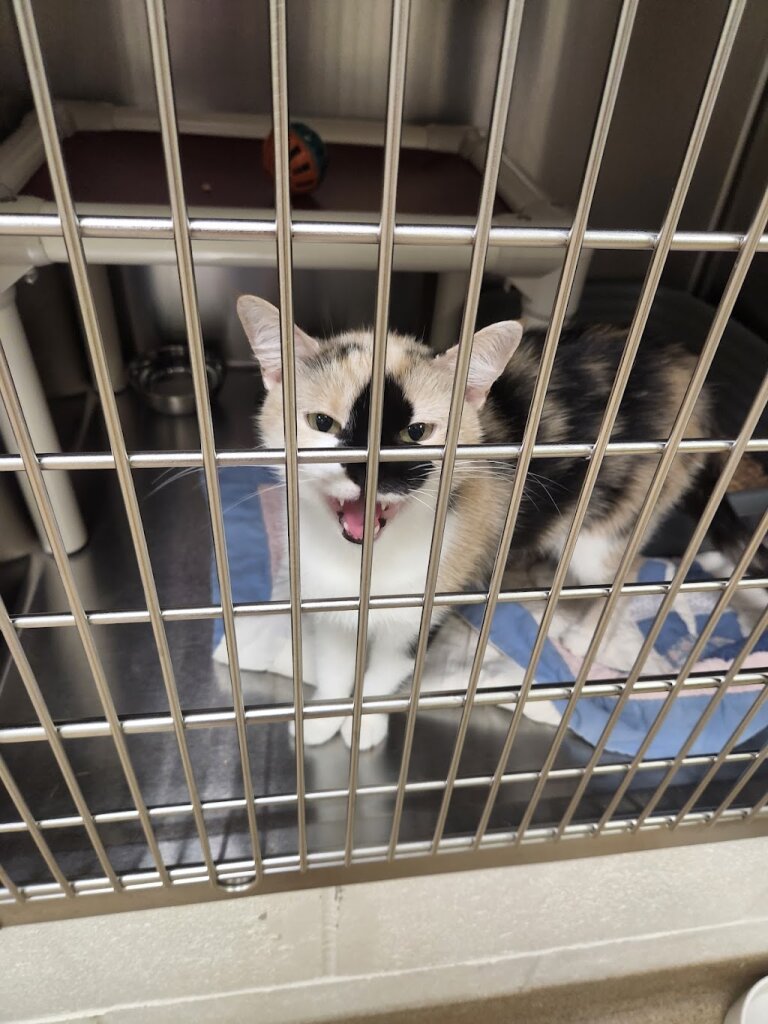 Warren County Animal Shelter in Lebanon, OH