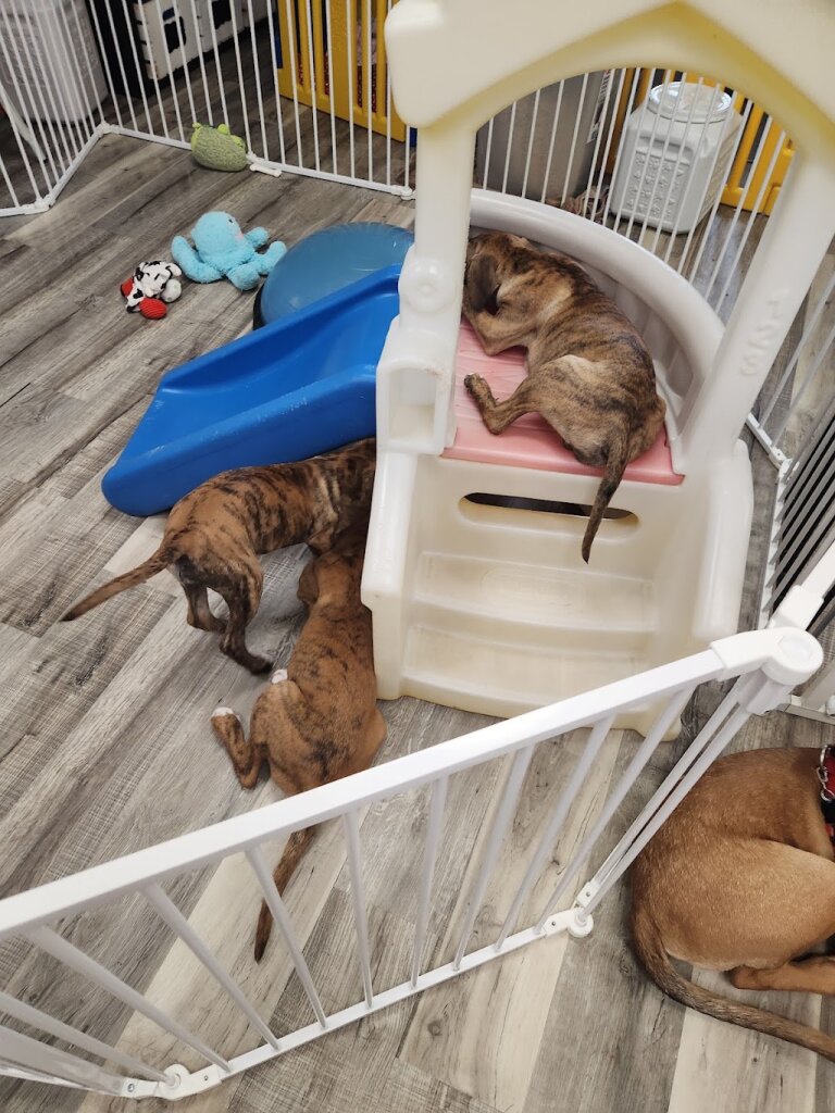 Warrior Dog Rescue in Savage, MN
