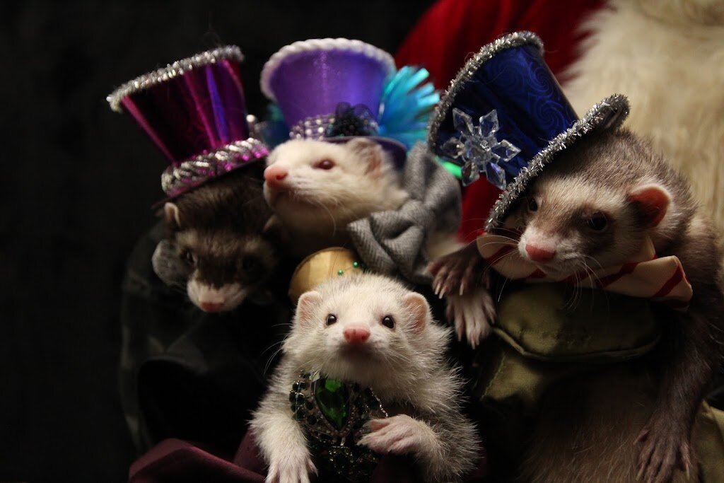 Washington Ferret Rescue and Shelter in University Place, WA