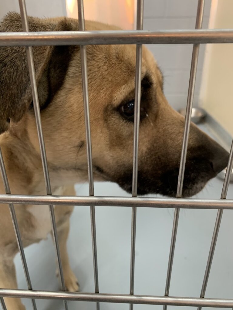 Watauga Humane Society animal shelter in Boone, NC