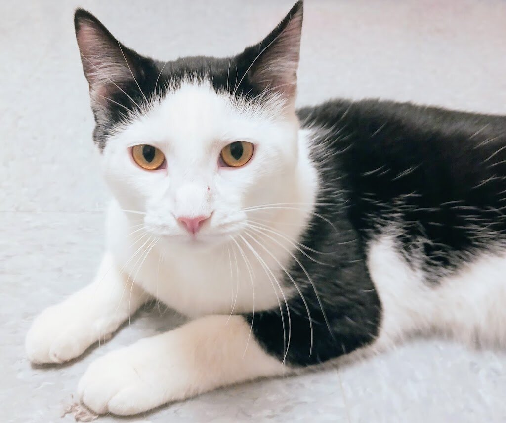 Waupun Area Animal Shelter in Waupun, WI