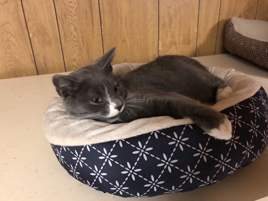 Webster Animal Shelter in Madison, MS