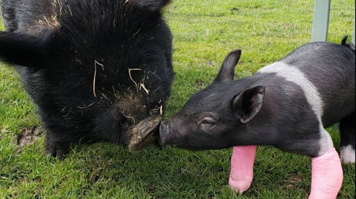 Welcome Home Animal Sanctuary animal shelter in Creswell, OR
