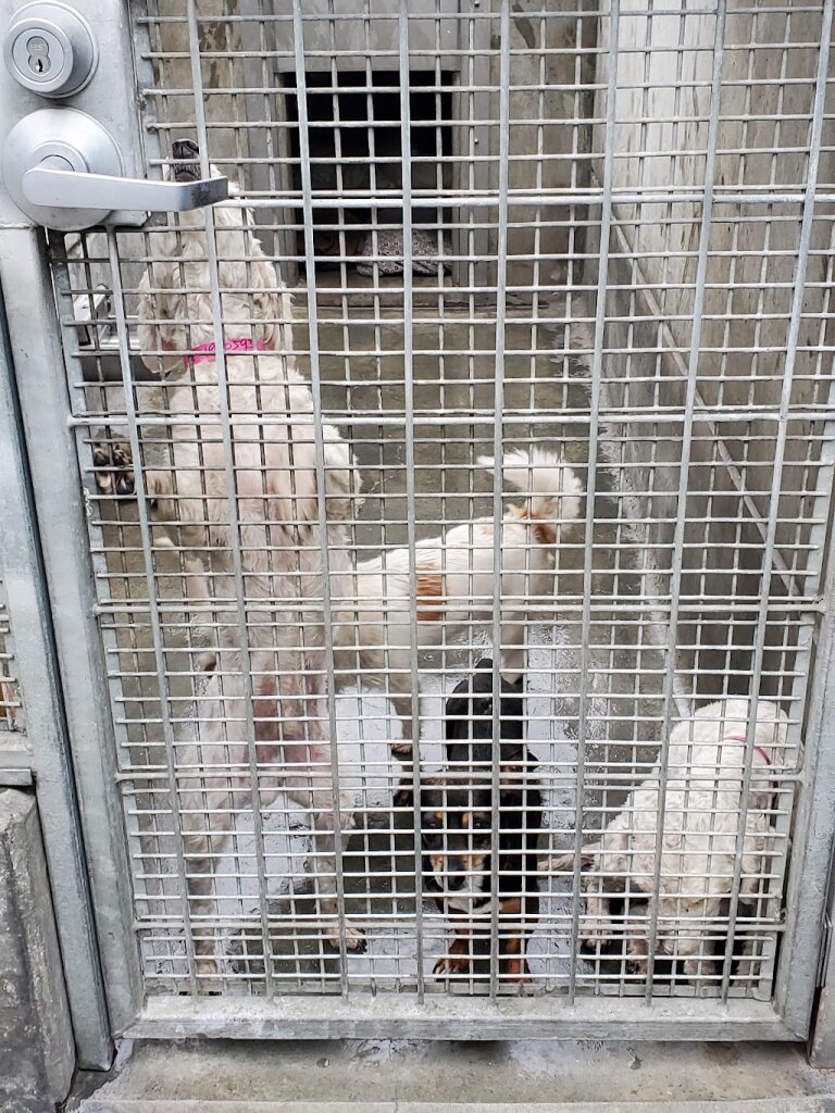 West Los Angeles Animal Shelter in Los Angeles, CA