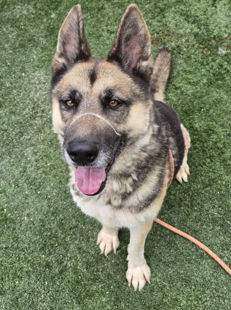 West Valley Animal Shelter in Los Angeles, CA