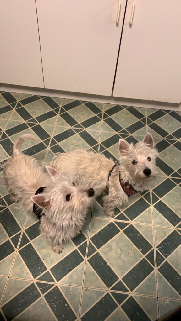 WestieRescueOfNewEngland animal shelter in New Bedford, MA