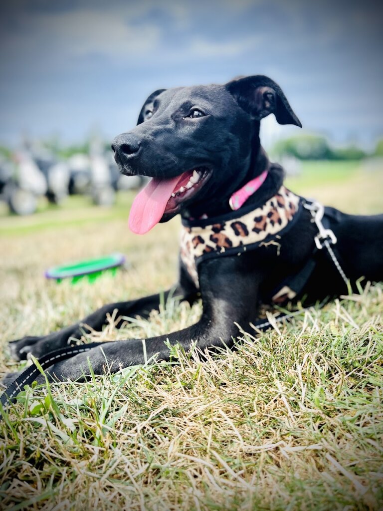 Wet Nose Rescue in Philadelphia, PA